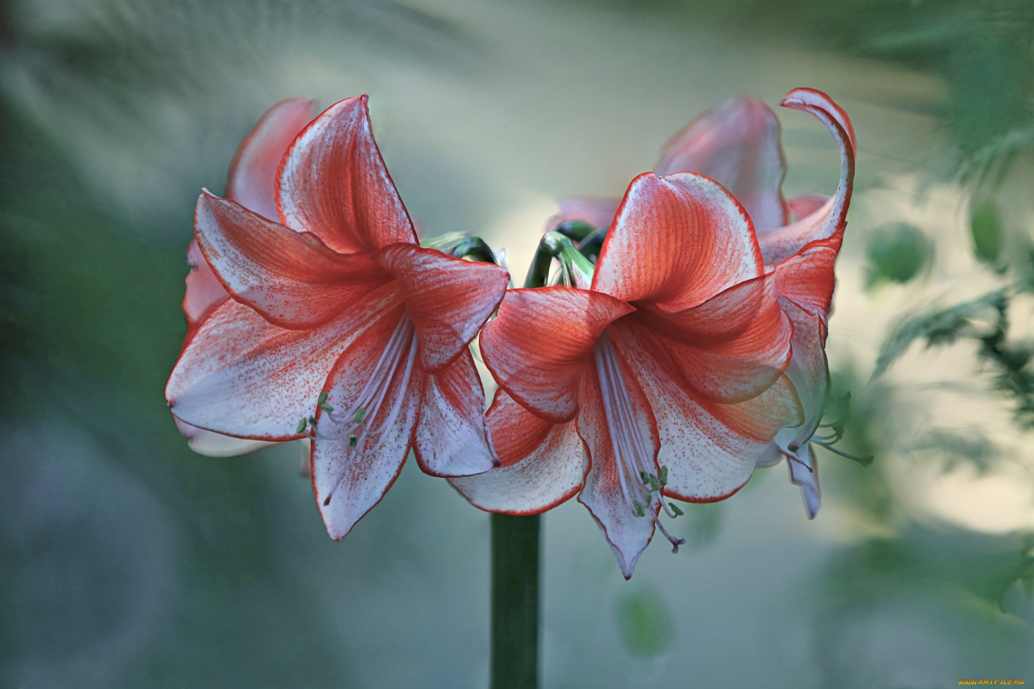 Амарилис. Амариллис гиппеаструм макро. Amaryllis цветок Gigant. Амарилисов. Амариллис обои.